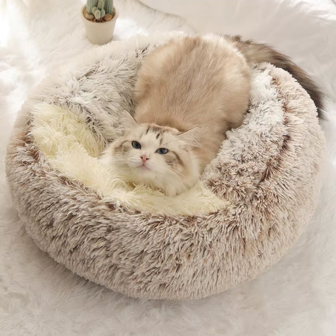 Cat inside the hooded bed