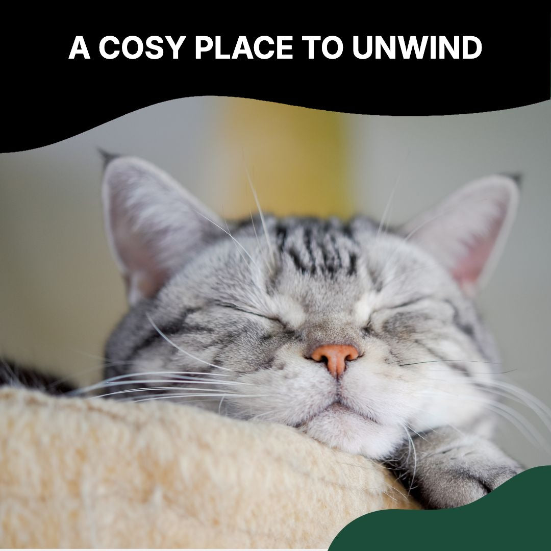 Relaxed cat resting