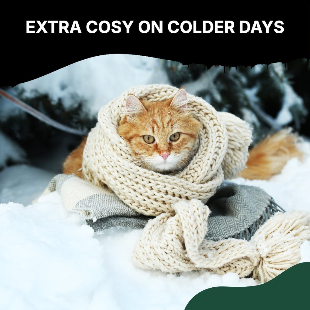 Cat wrapped up warm in winter