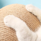 Cat playing with scratching ball