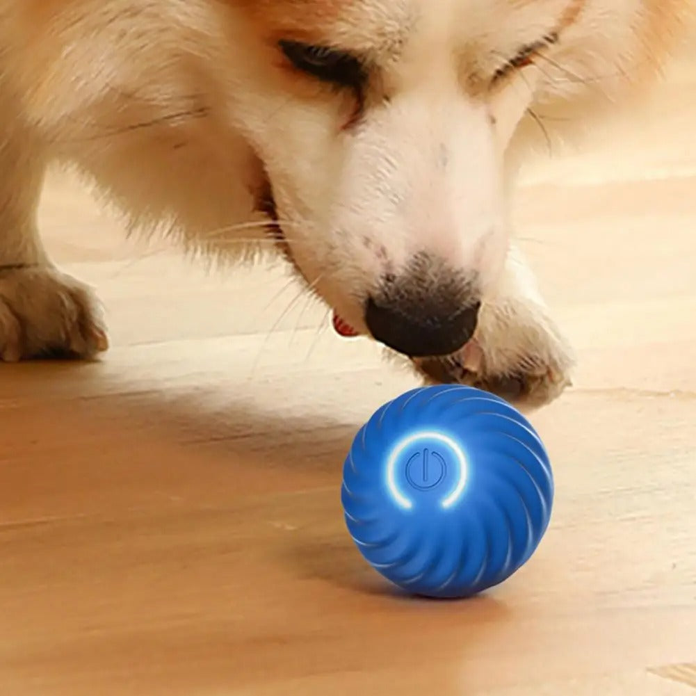 Dog sniffing the interactive ball