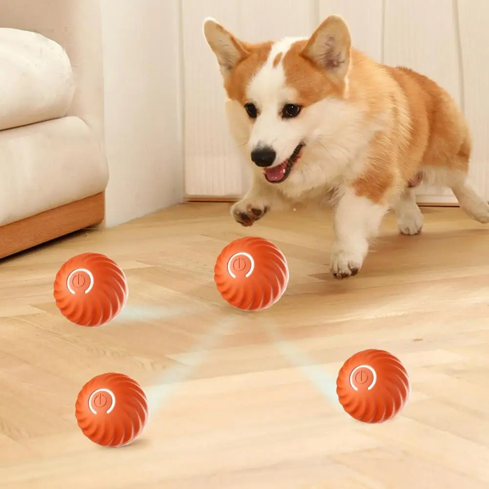 Dog playing with orange balls