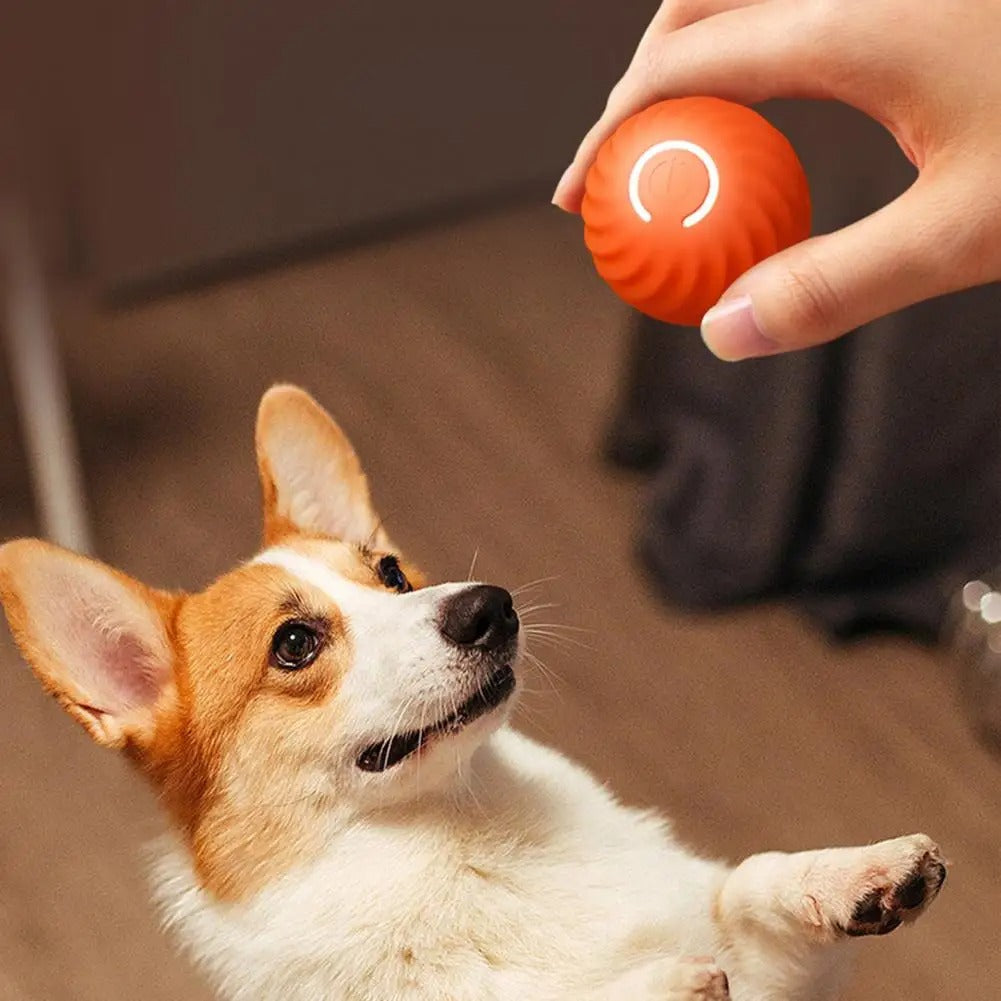 Hand holding the interactive ball near a dog