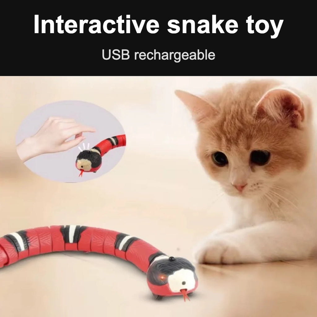 Kitten watching an interactive snake toy