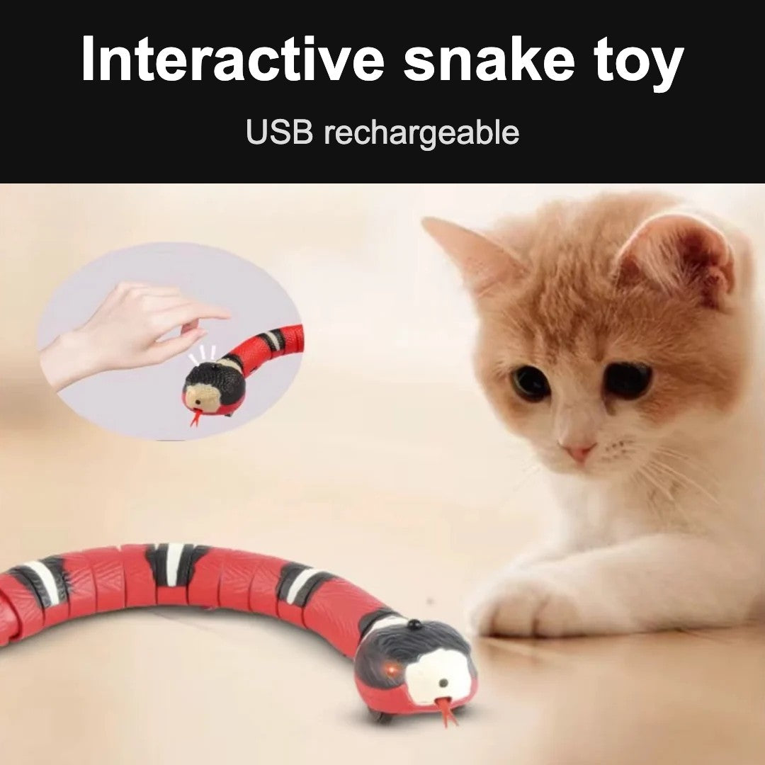 Kitten watching an interactive snake toy