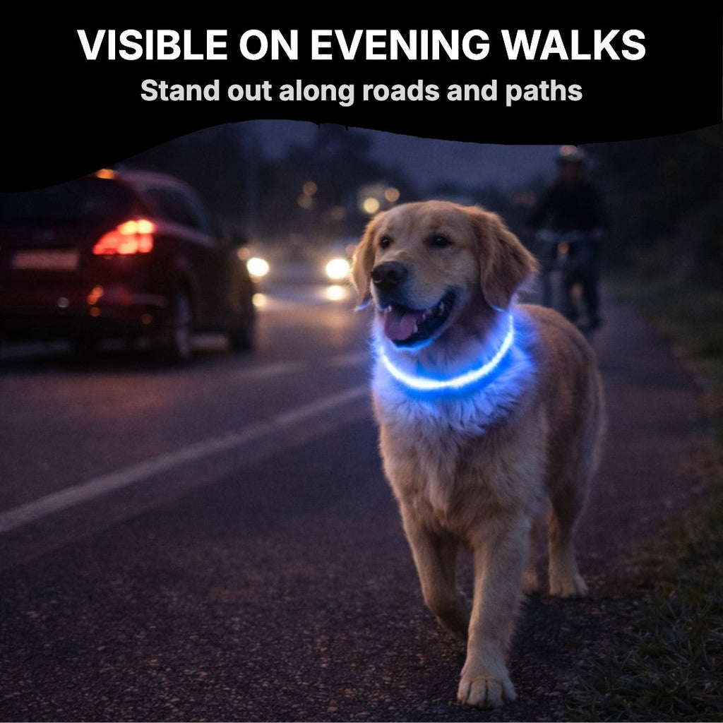 Dog with LED collar on an evening walk