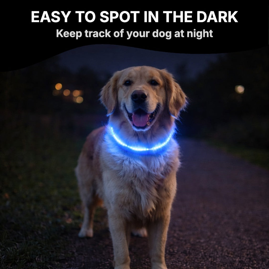 Dog clearly visible in the dark with LED collar