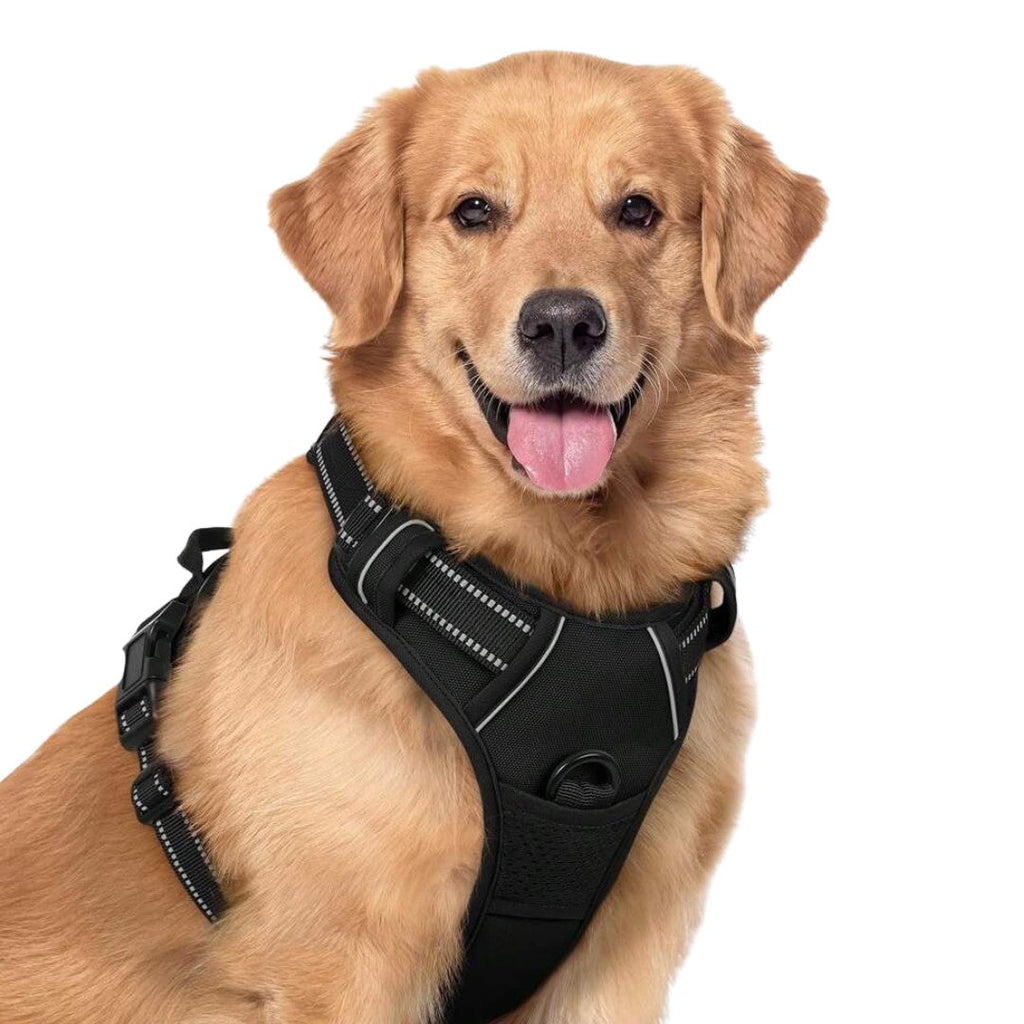 Dog wearing a black no-pull harness