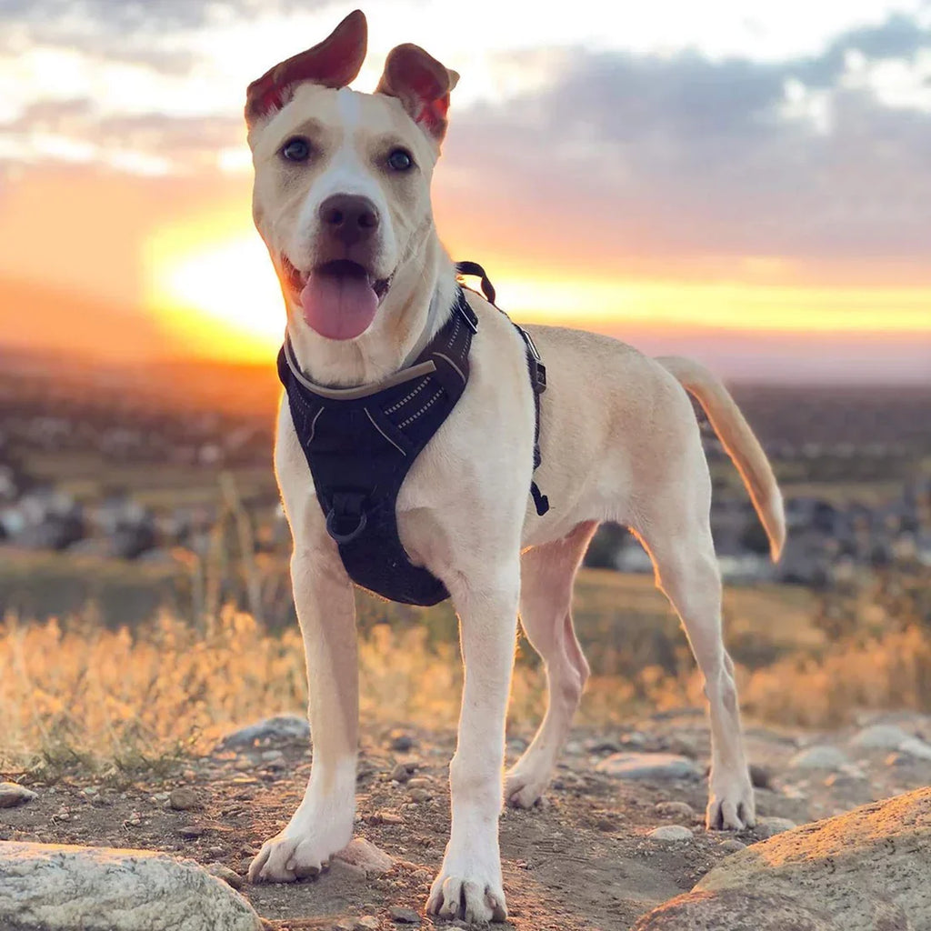 Dog in a harness at sunset