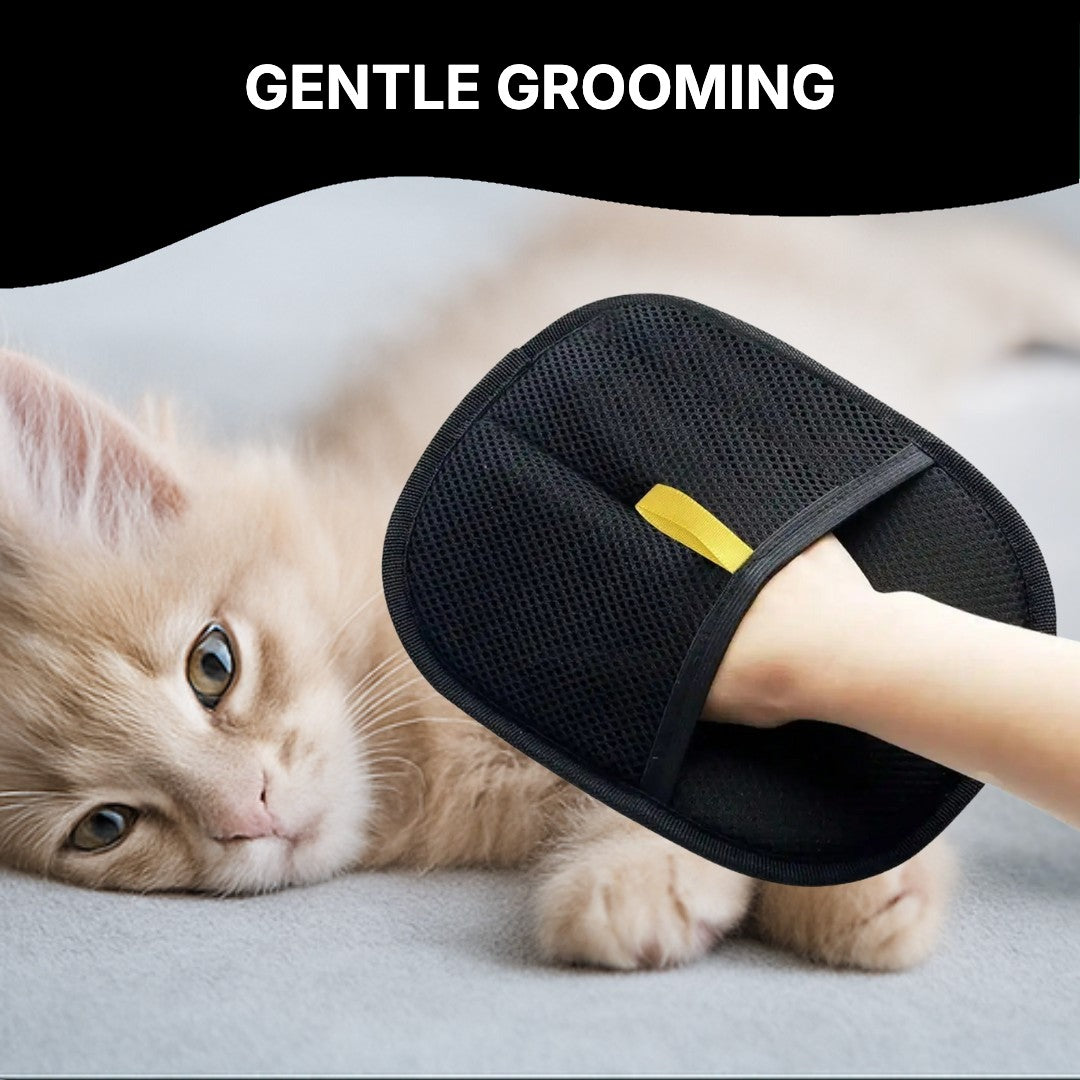 Grooming a cat with the mitt