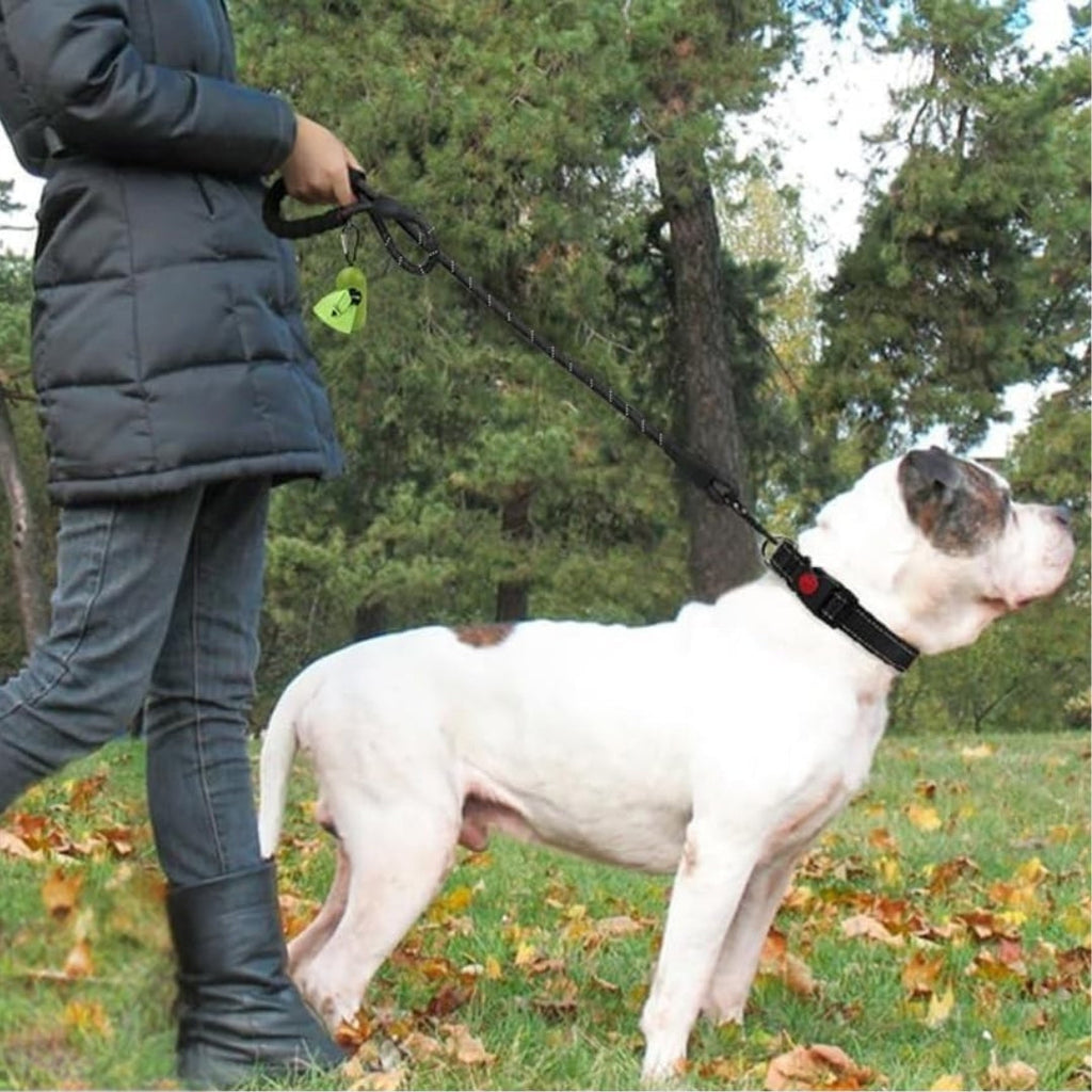 Dog on a walk with the rope leash
