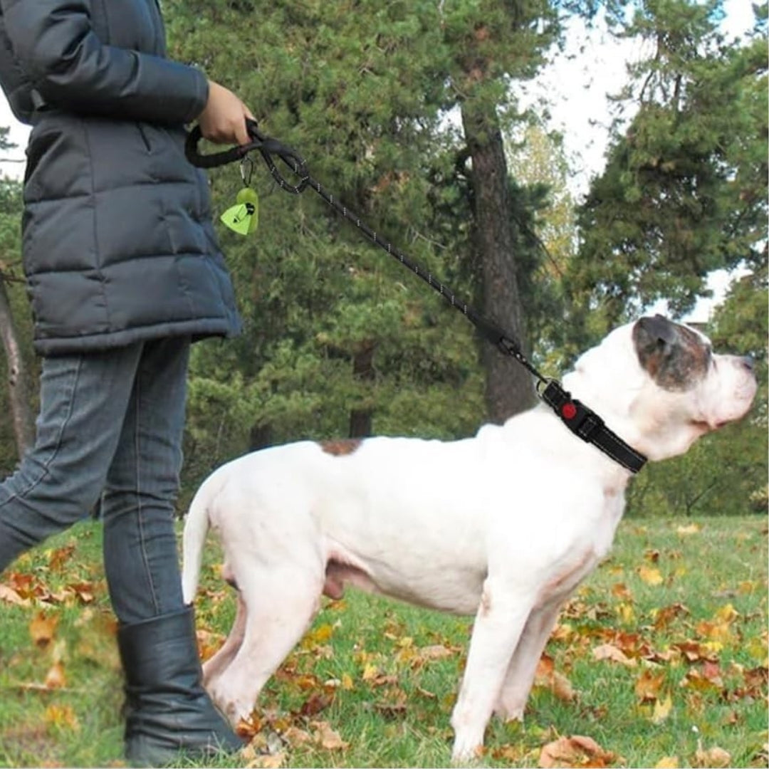 Dog on a walk with the rope leash