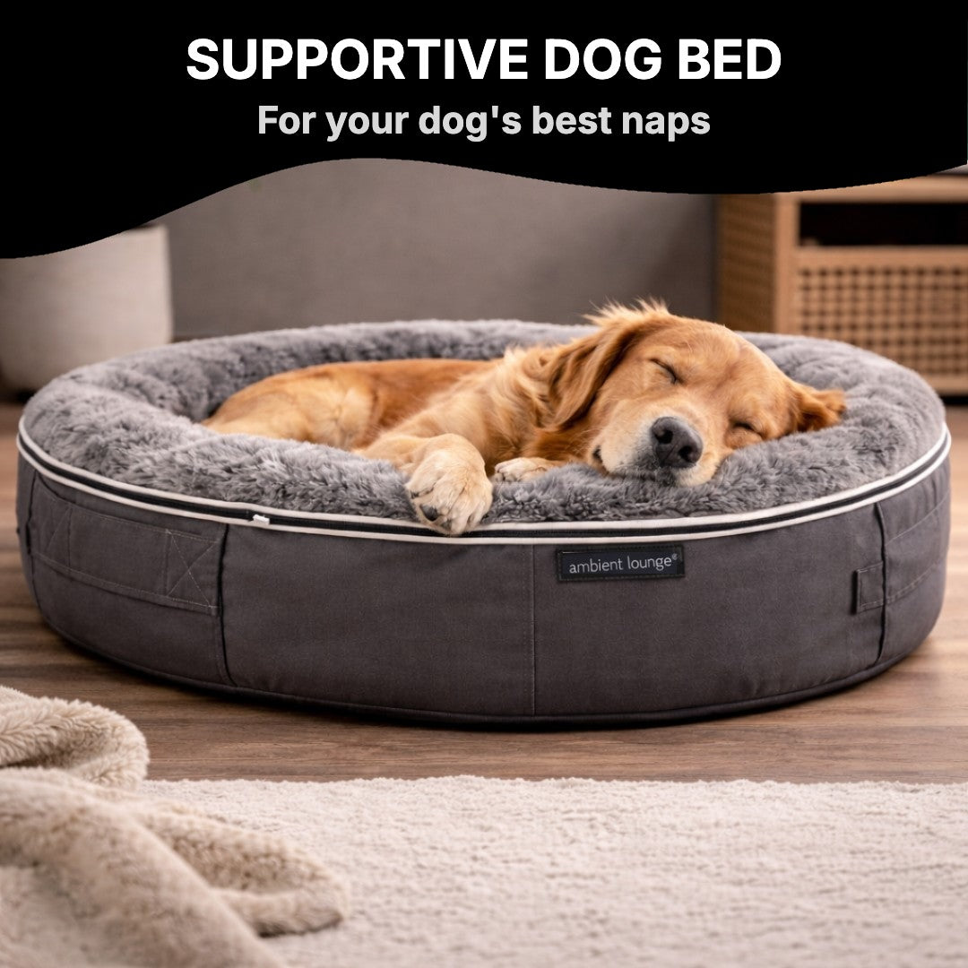 Dog resting in the padded bed